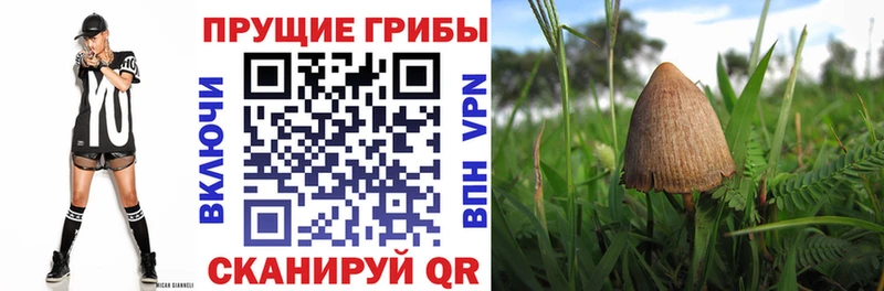 Купить где  Вуктыл  Галлюциногенные грибы Psilocybe 